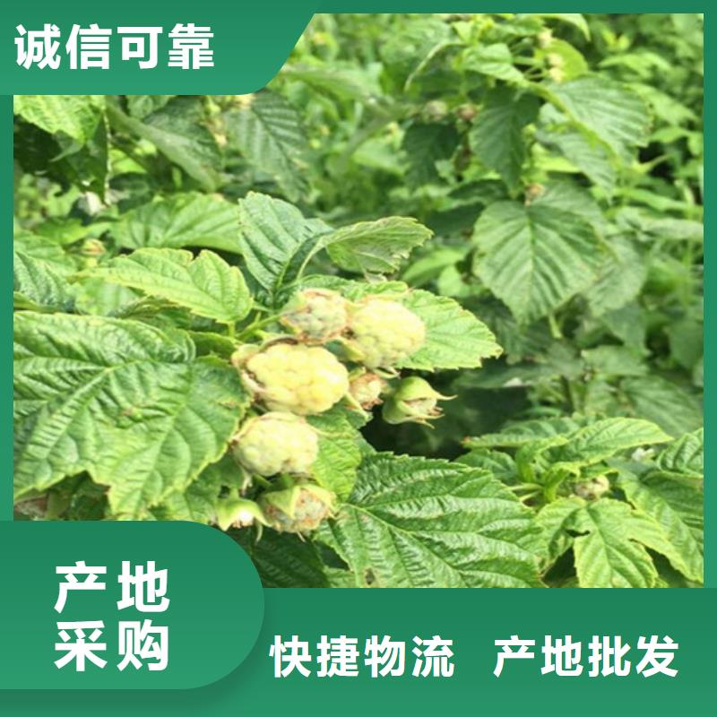 ​【树莓】,樱桃苗源头厂家直销同城品牌