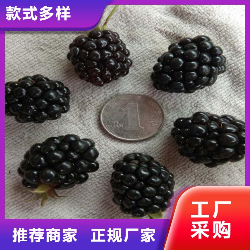 树莓桃树苗畅销本地用的放心