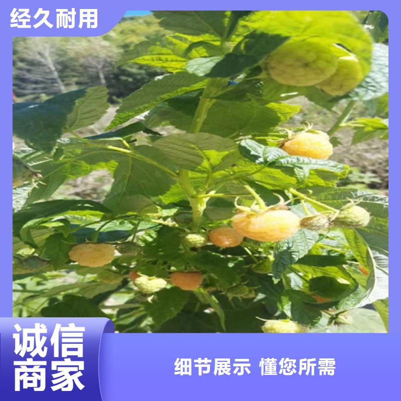 【树莓-樱桃苗细节决定品质】使用方法