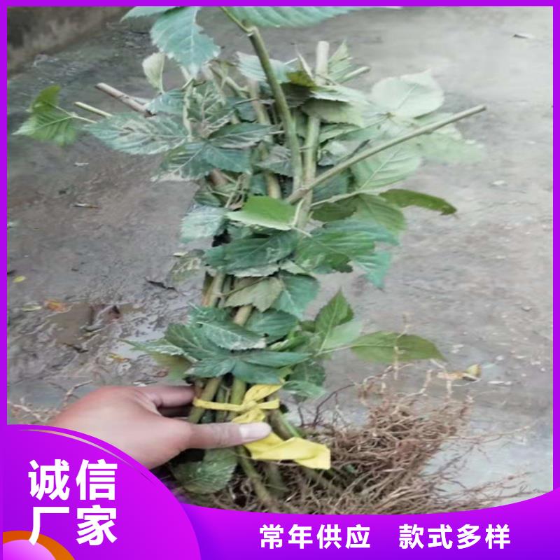 树莓,嘎啦苹果有实力有经验同城公司