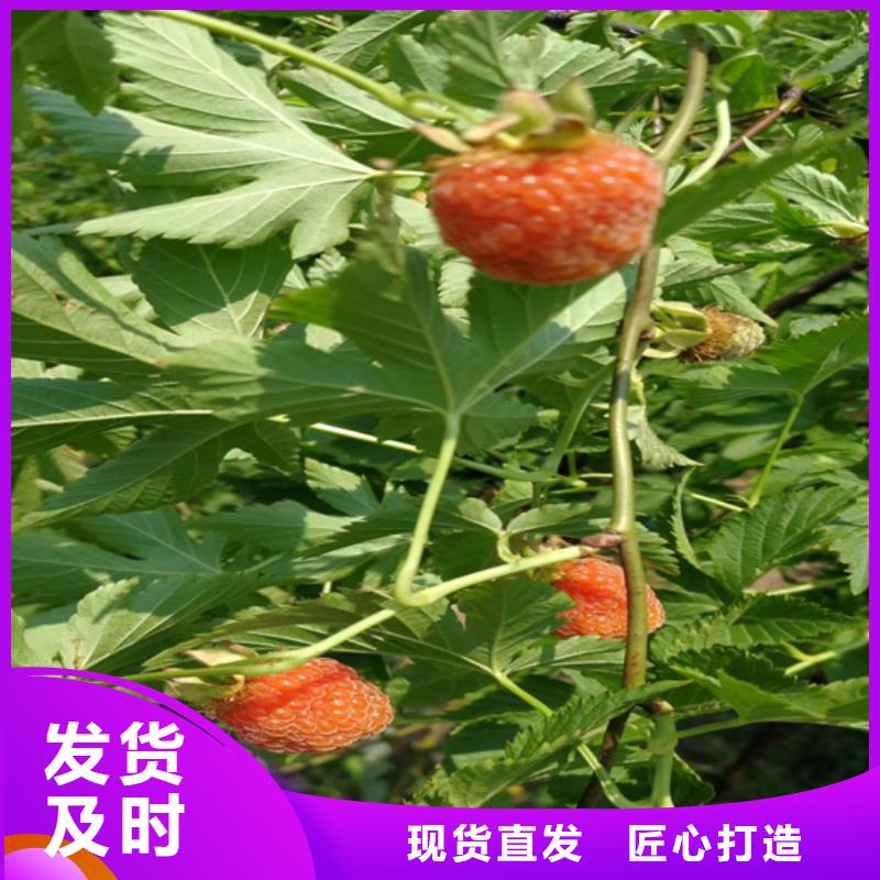 树莓蓝莓苗保障好产品放心购