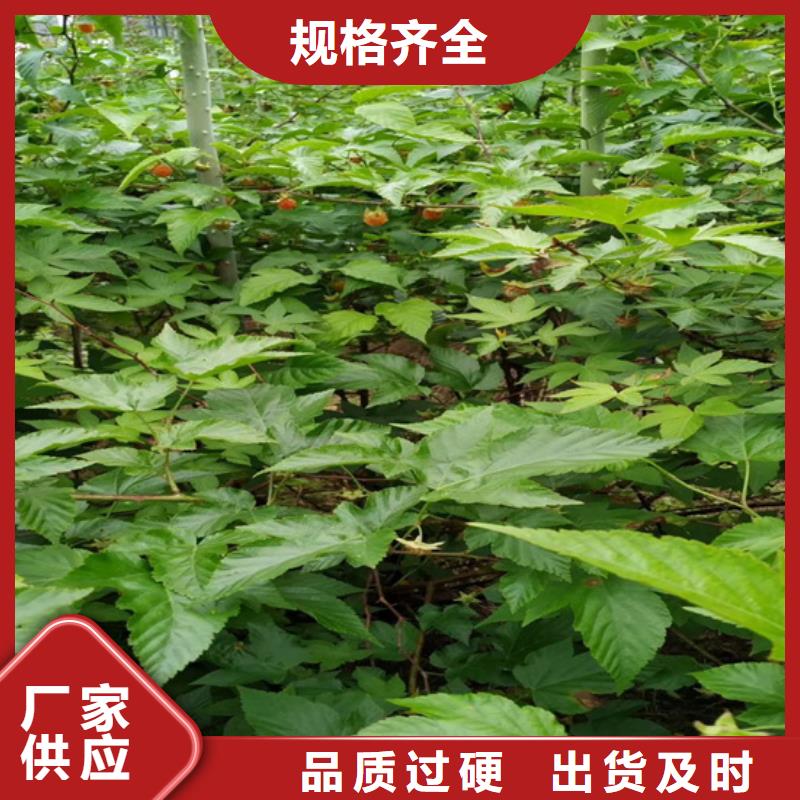 树莓,樱桃苗老品牌厂家同城公司