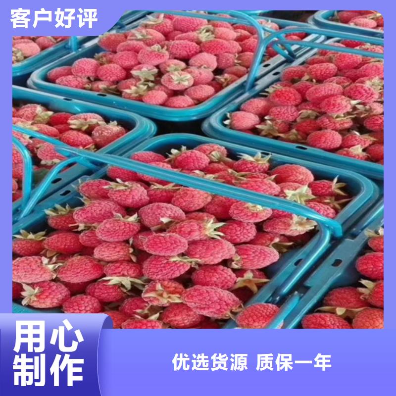 树莓苹果苗量大从优本地经销商
