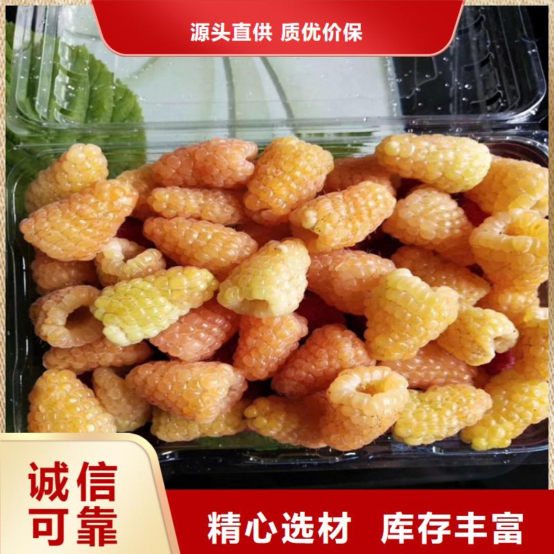 树莓黄瓜苗细节展示现货交易