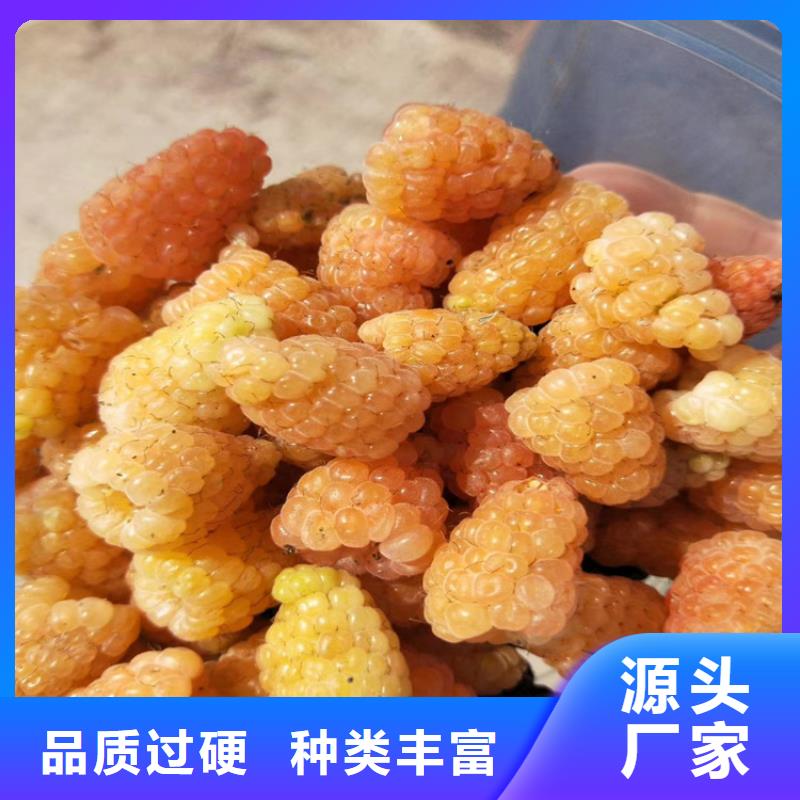 树莓-玛瑙红石榴苗产地货源工艺层层把关