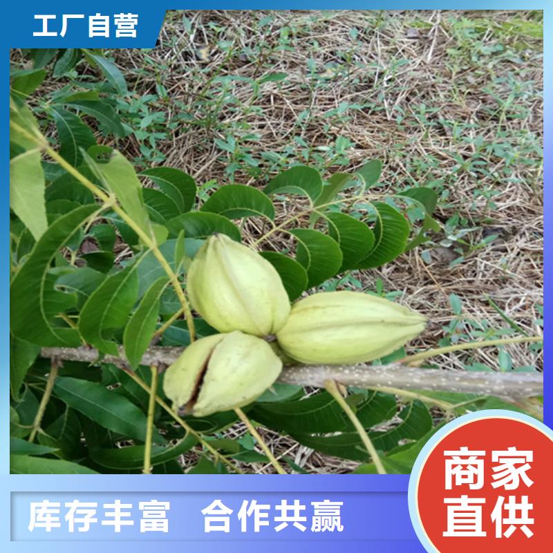 【碧根果樱桃苗多种工艺】当地生产商