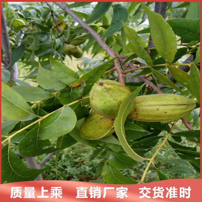 碧根果板栗苗全新升级品质保障支持定制