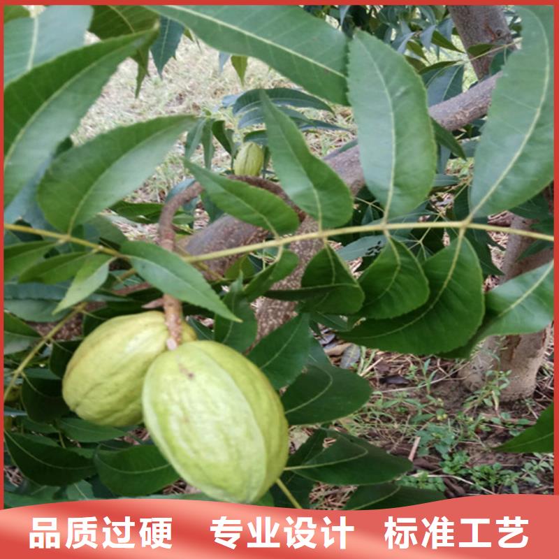 碧根果桃树苗多种款式可随心选择本地公司