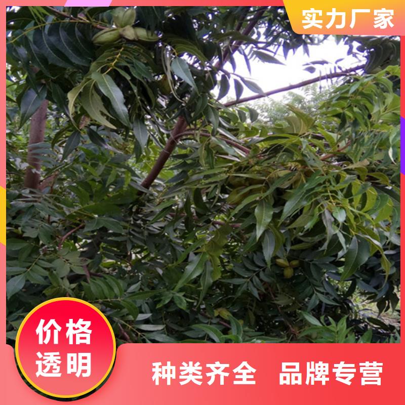 【碧根果_樱桃苗匠心制造】同城经销商