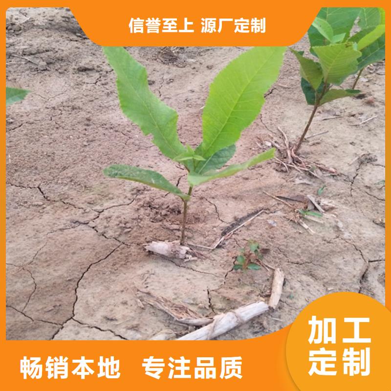 碧根果树苗种植管理技术市场报价