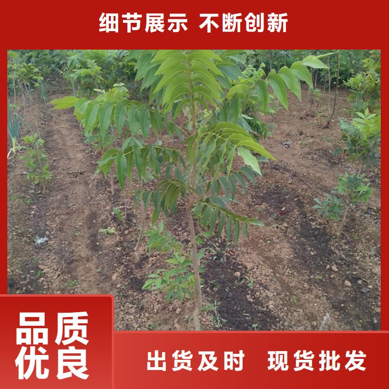 【碧根果】樱桃苗用的放心实力工厂