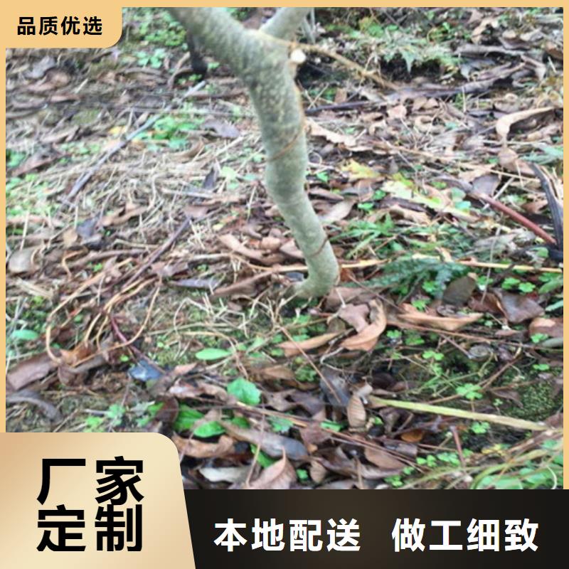 碧根果-【嘎啦苹果】品质优选优质工艺