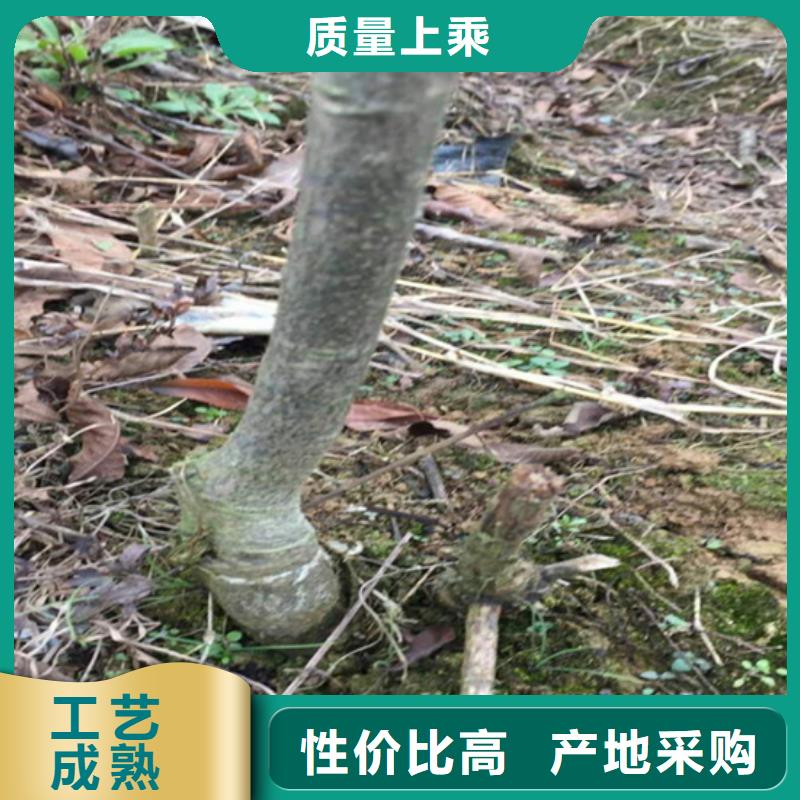 碧根果,西瓜苗讲信誉保质量本地服务商