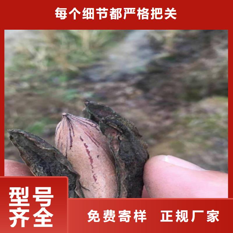 碧根果,【玛瑙红石榴苗】品质优选细节决定成败