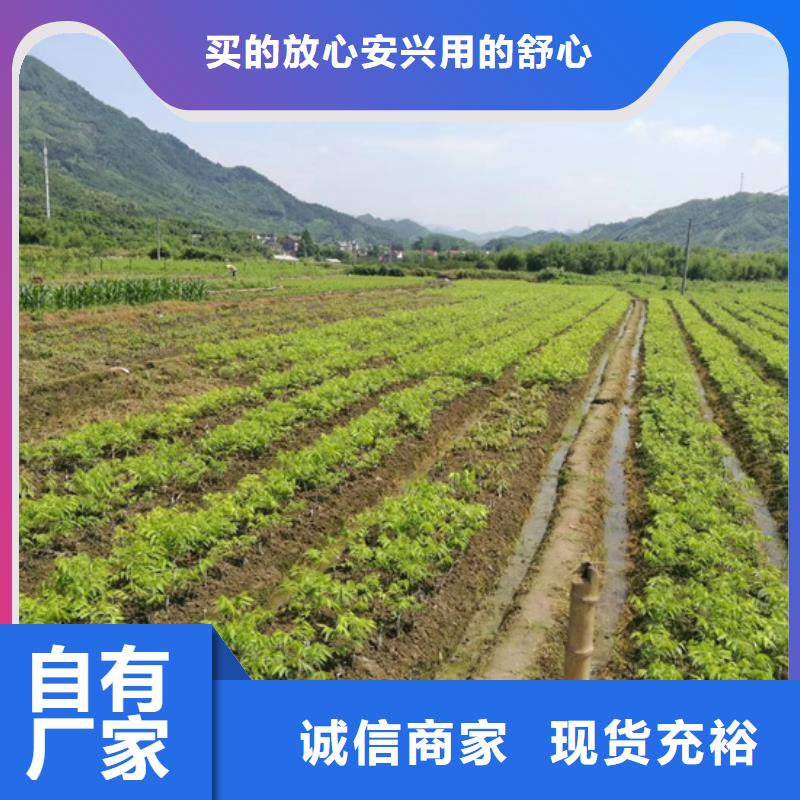 碧根果,3公分软籽石榴苗现货充裕用心制作