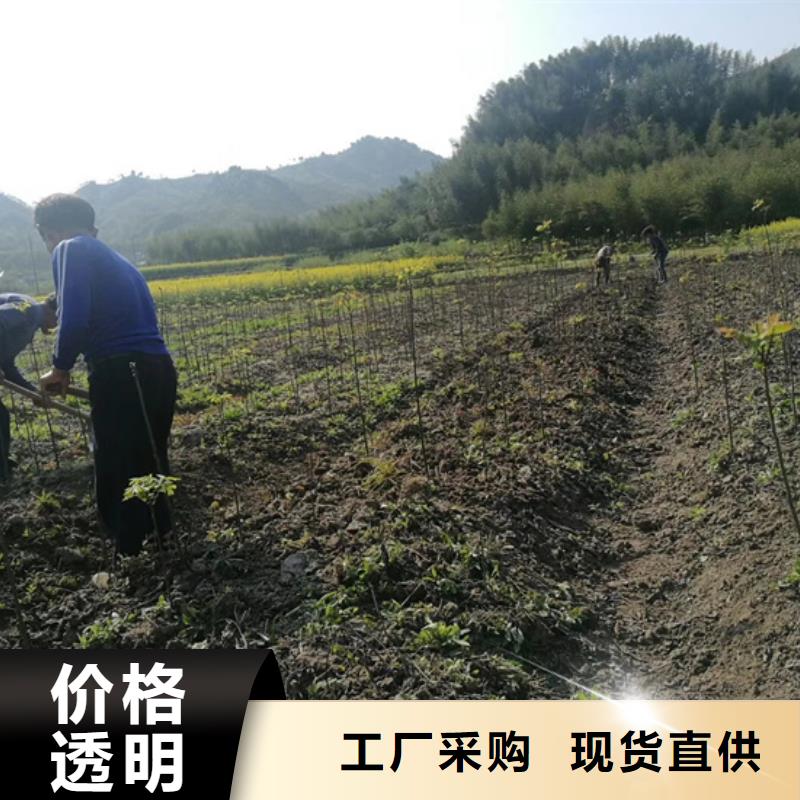 碧根果树苗批发零售实拍展现