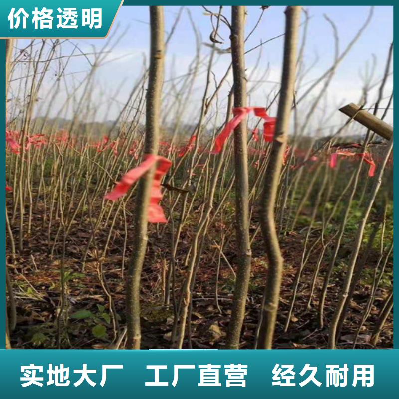 碧根果苹果苗一站式采购商多种场景适用
