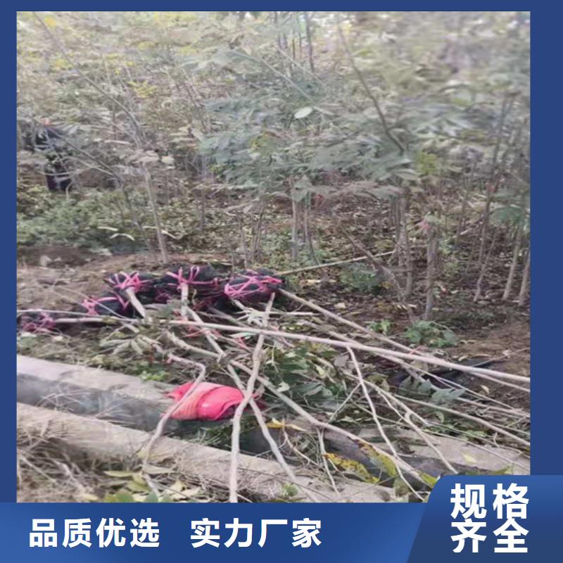 碧根果,葡萄苗畅销本地当地货源