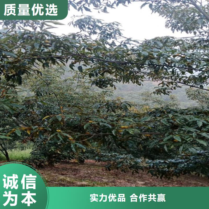 碧根果红石榴苗基地品质做服务重信誉厂家