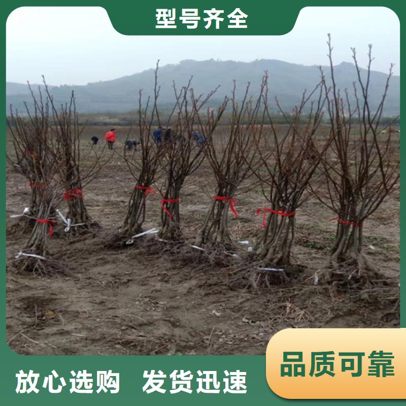 碧根果樱桃苗种类多质量好好产品好服务