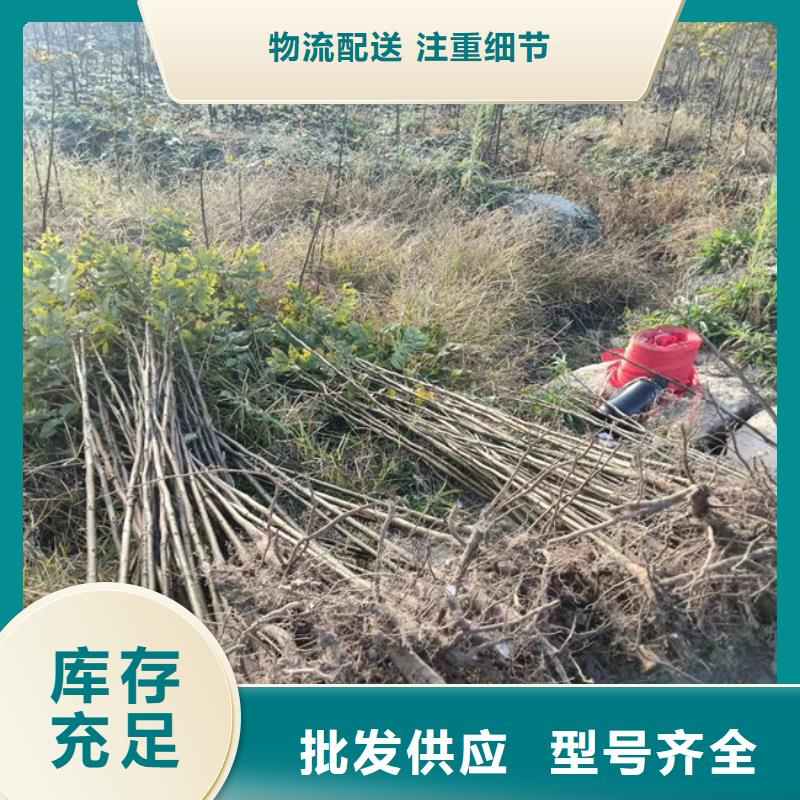 碧根果樱桃苗厂家技术完善优良材质