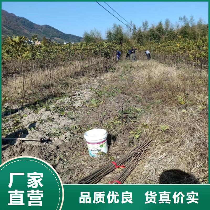 碧根果苗成活率高本地经销商
