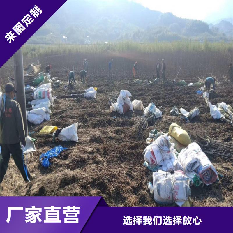 【碧根果】无花果苗实力工厂实地大厂