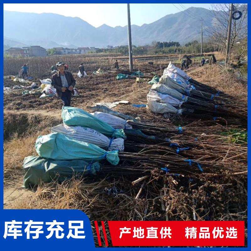碧根果树苗量多优惠工厂认证