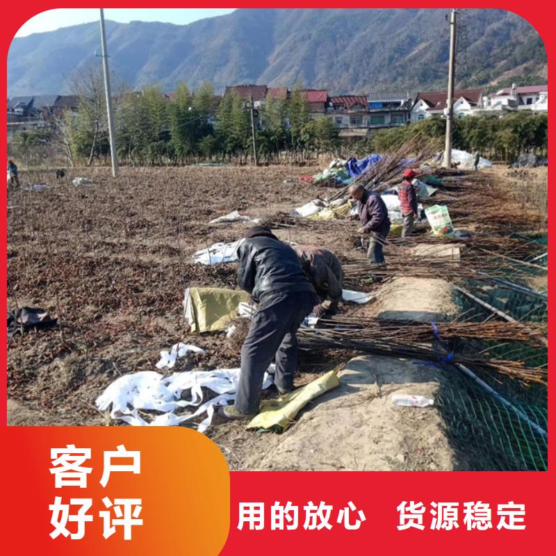 碧根果樱桃苗现货直供做工细致