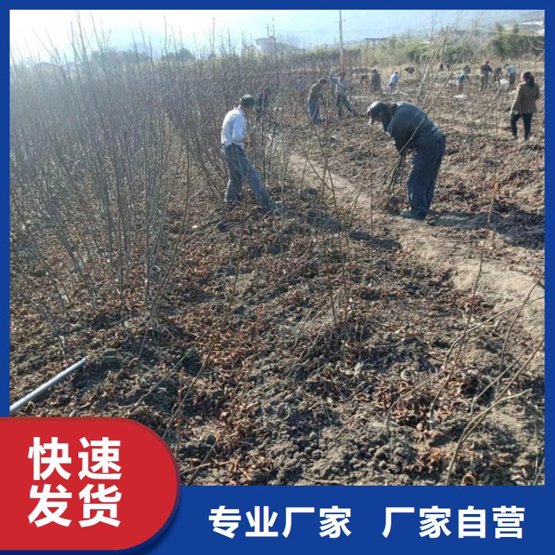 碧根果无花果苗现货实拍支持定制