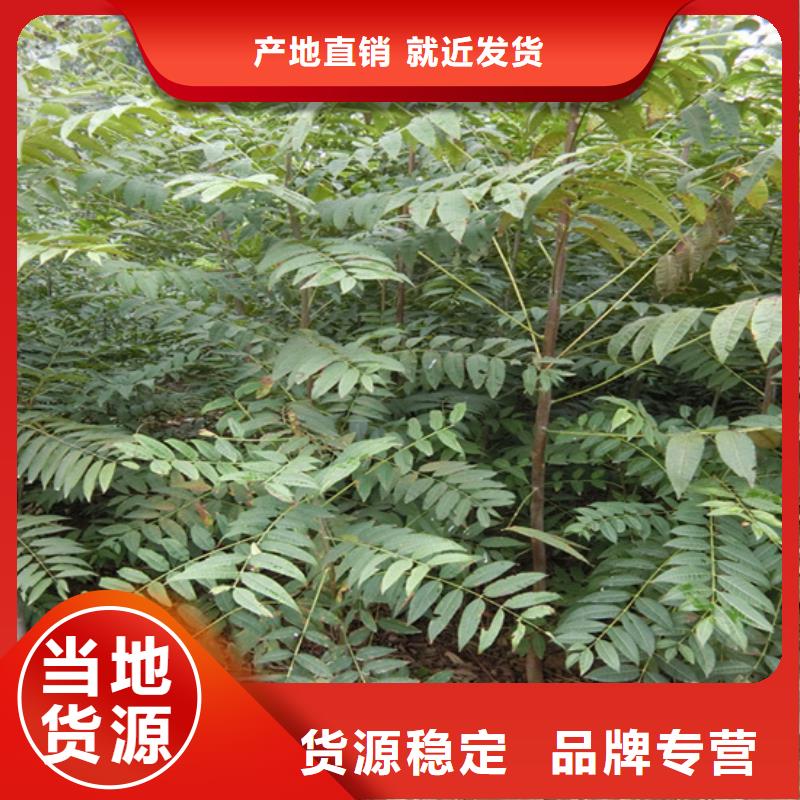 香椿杏树苗海量库存当地经销商