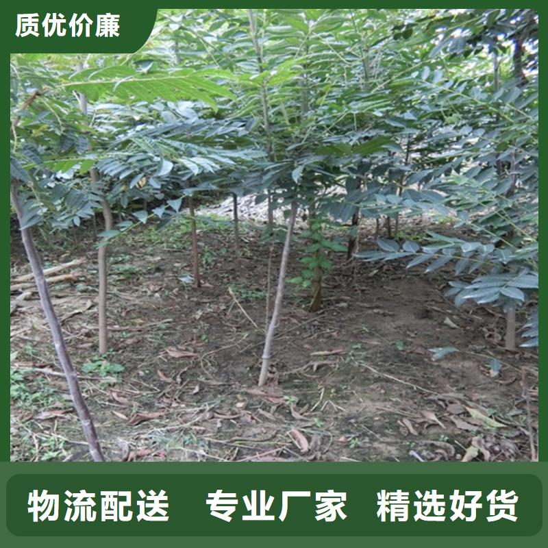 【香椿梨树苗品牌大厂家】厂家直销规格多样