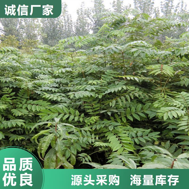 香椿3公分石榴苗颜色尺寸款式定制当地生产商