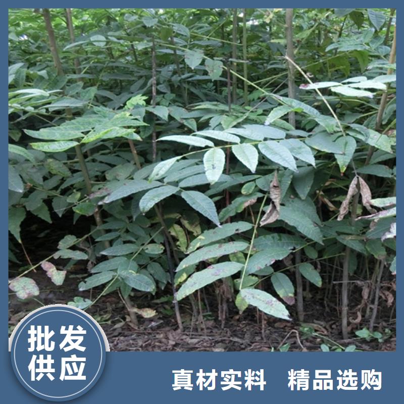 【香椿苹果苗专注质量】品质卓越