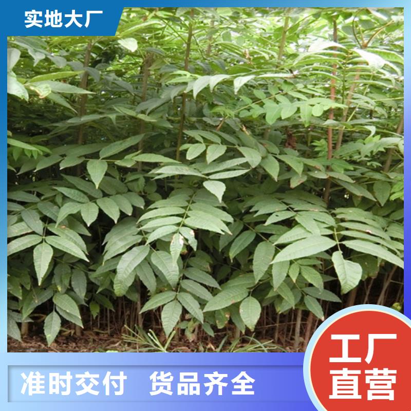 【香椿樱桃苗工厂直销】同城厂家