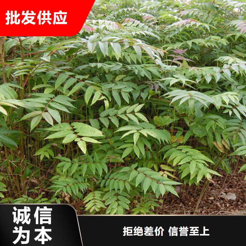 香椿【苹果苗】好品质售后无忧当地供应商