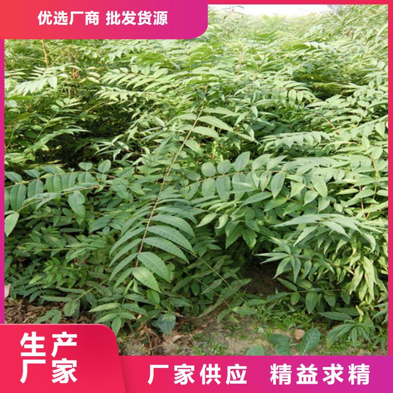 香椿【梨树苗】好产品价格低快速生产
