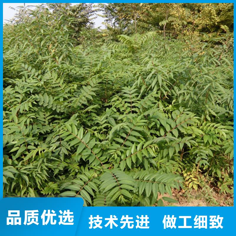​香椿【樱桃苗】支持定制贴心售后厂家直销直供