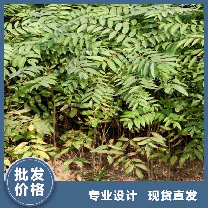 香椿李子苗支持拿样一站式供应