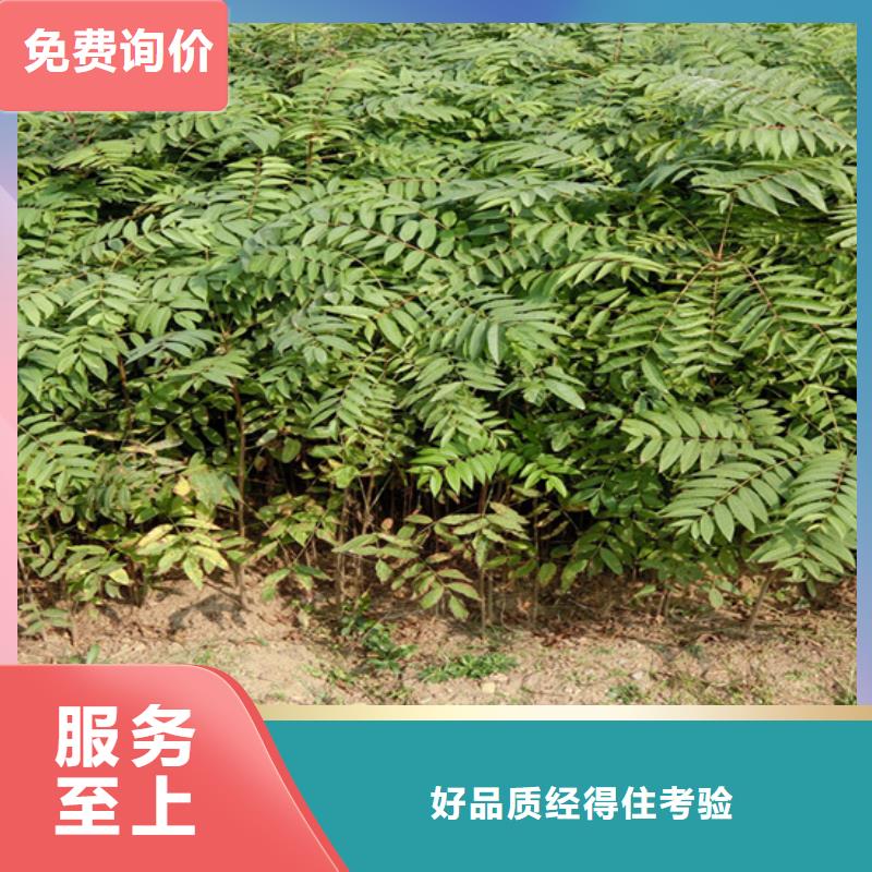 香椿北美冬青卓越品质保障多年行业经验