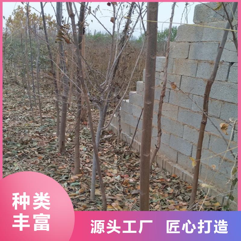 【香椿梨树苗工厂采购】当地厂家