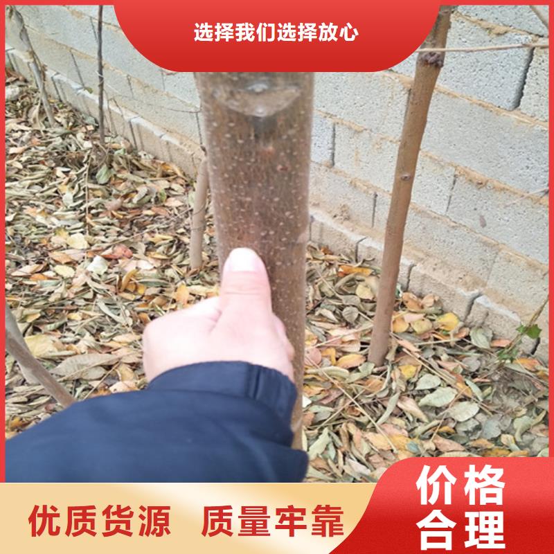 香椿板栗苗支持定制加工当地公司