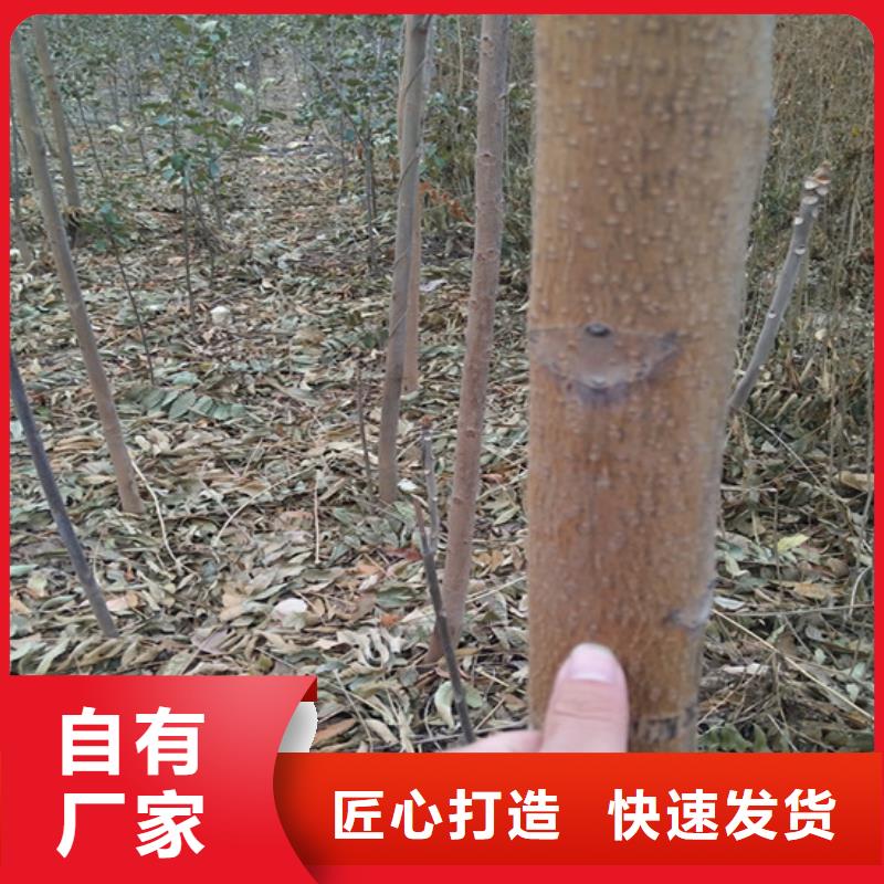 香椿_葡萄苗货品齐全当地品牌