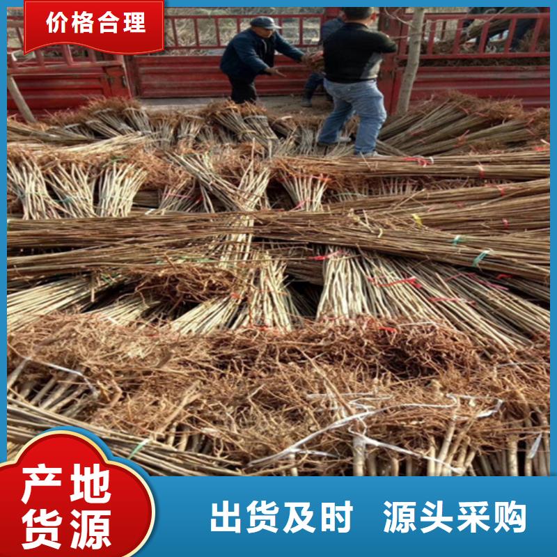 香椿,樱桃苗有口皆碑可定制