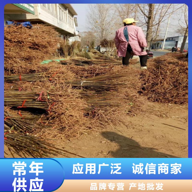 【香椿】杏树苗N年专注实体厂家