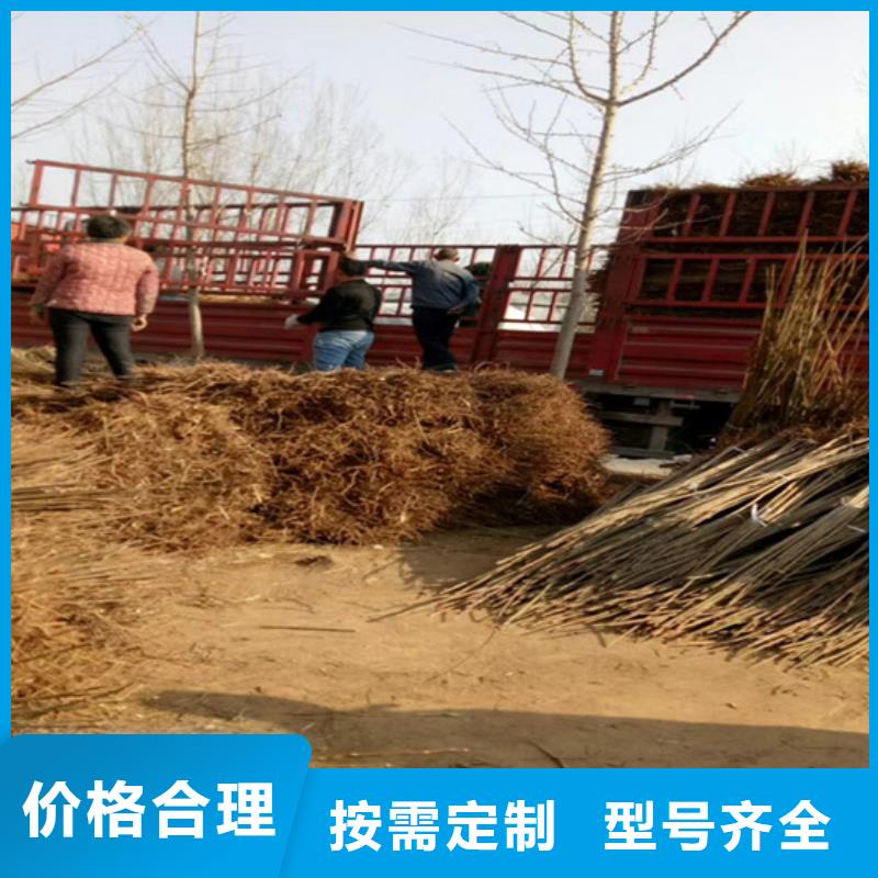 香椿苹果苗保质保量同城公司