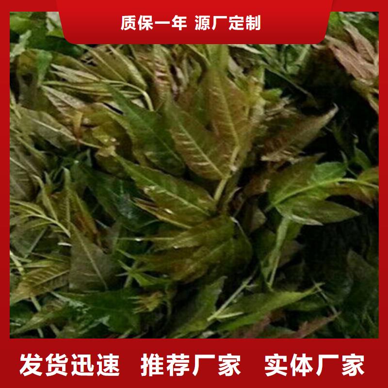 香椿【【蓝莓苗】】大厂家实力看得见本地制造商