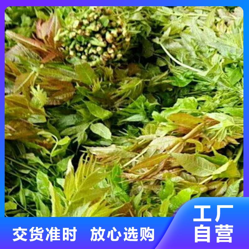 香椿,苹果苗支持加工定制免费寄样
