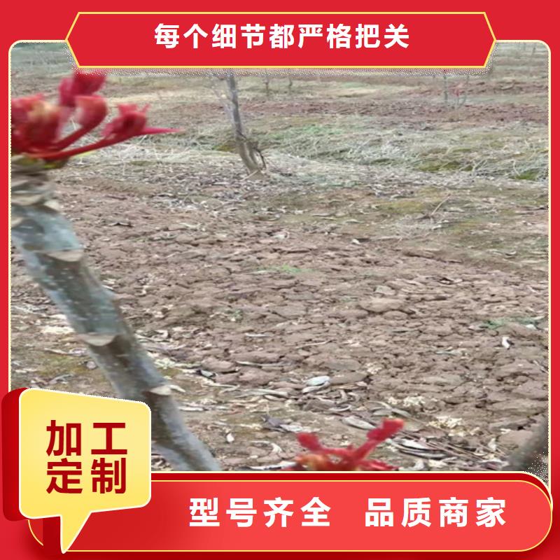 香椿,苹果苗库存丰富为您提供一站式采购服务