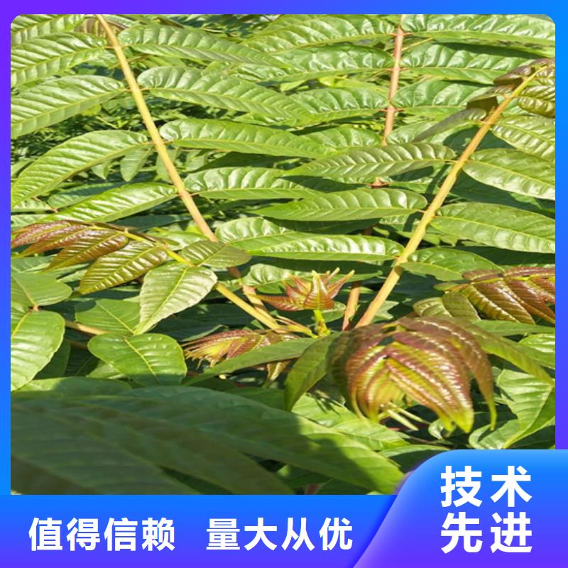 香椿樱桃苗厂家品控严格同城厂家